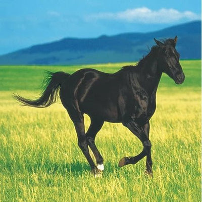 5" Beverage Napkins - Wild Horses (16ct) - Premium Party Distribution