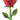 65" Fresh Picks Satin Rose - Premium Party Distribution