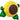 Anagram 30" Satin Infused Sunflower Balloon - Premium Party Distribution