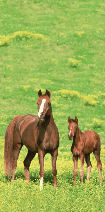 Treat Bags - Wild Horses (20ct) - Premium Party Distribution